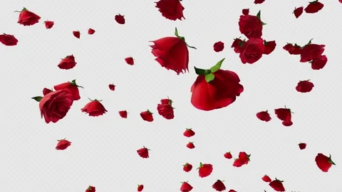 Rose Fall Video stock 237023149