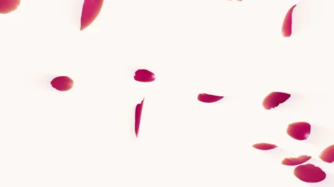 Rose Fall Loop Pastel Stock Footage 242769503