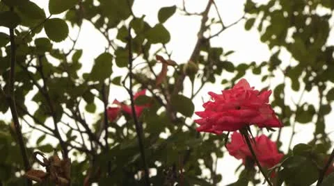 Rose in the fall weather 스톡 동영상 8986629