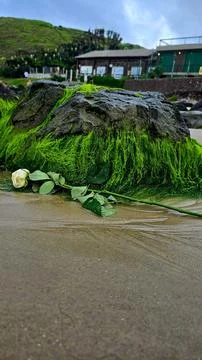 Rose fallen on the beach sand Stock Photos