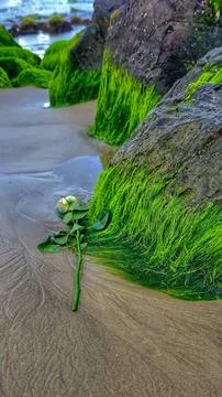 Rose fallen on the seashore Stock Photos