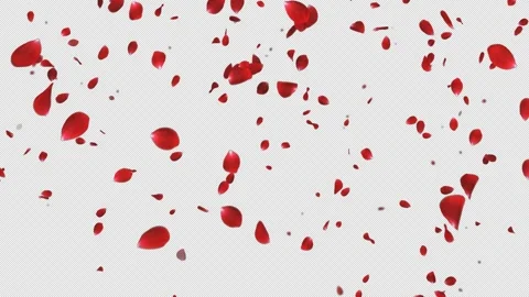Rose Falling loop Stock Footage 146573603