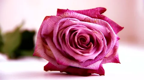Rose falls close on a light pink background Stock Footage 41251264