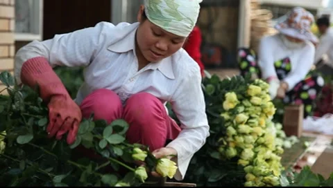 A rose farmer cutting and preparing roses for market Stock Footage 9053811