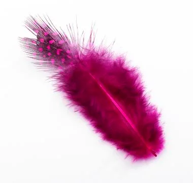 Rose feather Stock Photos