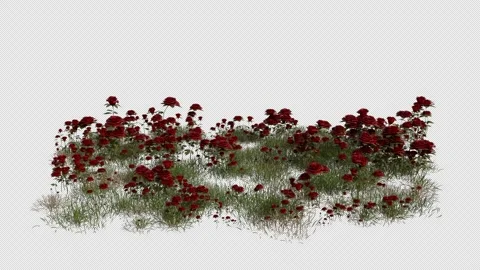 Rose Field blowing in the wind Loop Animation. Alpha Channel Stock Footage 308791196