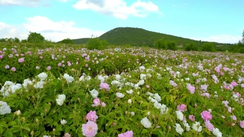 Rose field in Isparta, Turkey	 Stock Footage 135458575