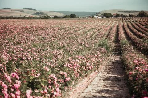 Rose field Stock Photos