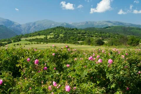 Rose fields Stock Photos