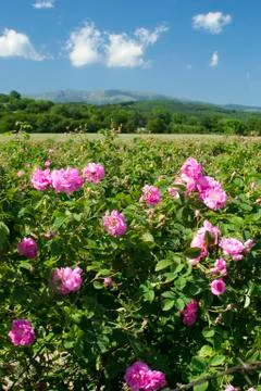 Rose fields Stock Photos
