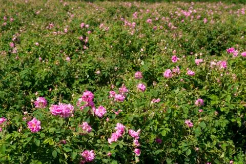 Rose fields Stock Photos