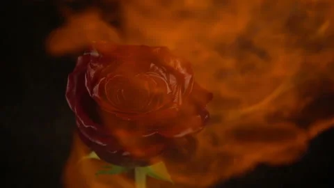 The rose is on fire Stock Footage 94320377
