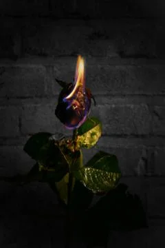 Rose on fire lovesick 库存照片