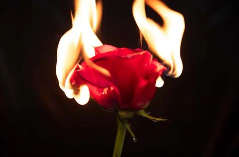 Rose on fire Stock Photos