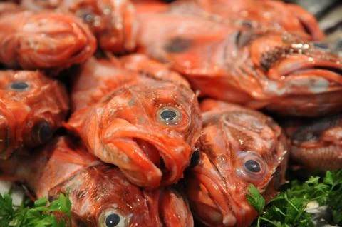 Rose Fish Stock Photos