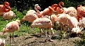 Rose flamingos close up sunny day HD Footage