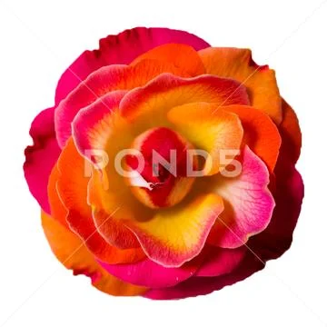 Rose floral (4) PSD Template