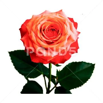 Rose floral (5) PSD Template