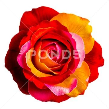 Rose floral (6) PSD Template