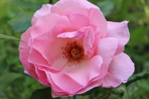 Rose Floribunda Stock Photos