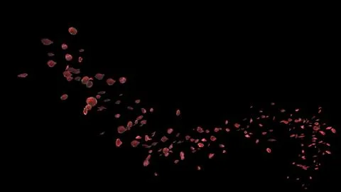 Rose Flow Path on Black 8K ClippingPath 스톡 사진