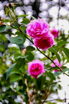 Rose flower on background blurry pink roses flower in the garden Stockfoto's