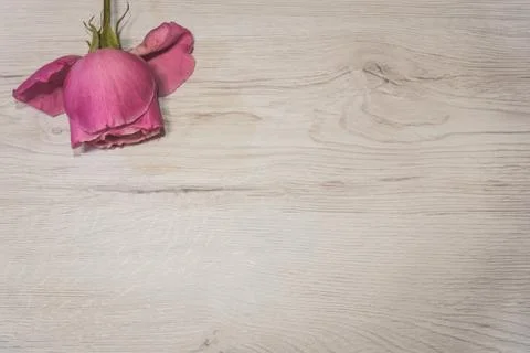 Rose flower background with copy space Stock Photos