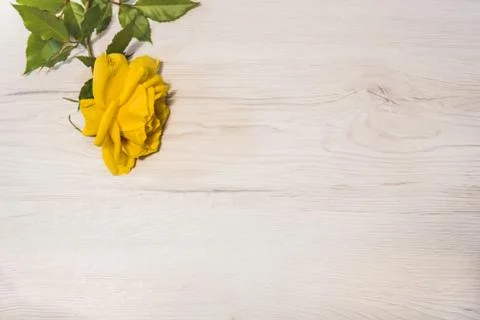 Rose flower background with copy space Stock Photos