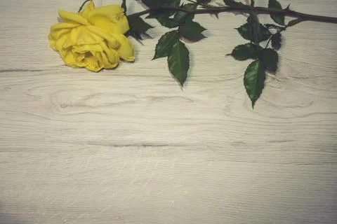 Rose flower background with copy space Foto stock
