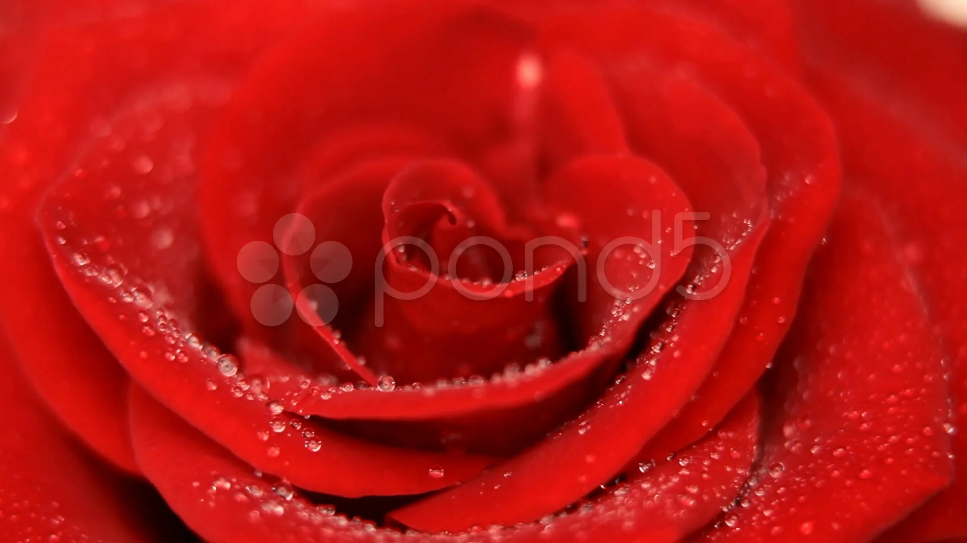Rose flower background HD 1080p | Stock Video | Pond5