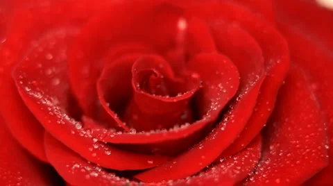Rose flower background HD 1080p | Stock Video | Pond5