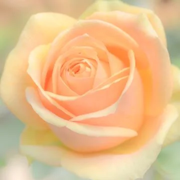 Rose flower background Stock Photos