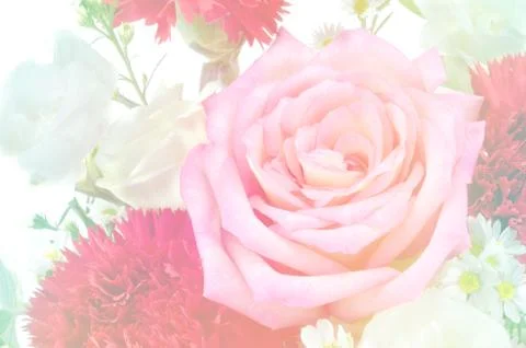 Rose flower background Stock Photos