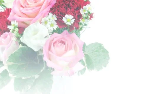 Rose flower background Stock Photos