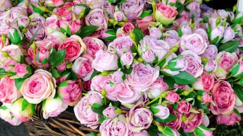 Rose flower background Stock Photos