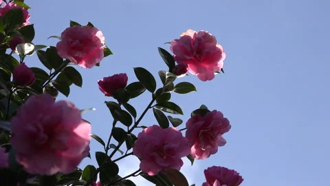Rose flower background romantic colours UK 4K 스톡 동영상 151188648
