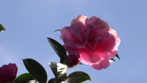 Rose flower background romantic colours UK 4K Stock Footage 151189031