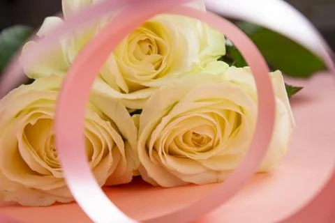 Rose flower background. texture Stock Photos