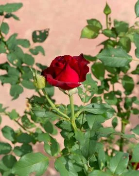 Rose flower of beautiful Stock Photos