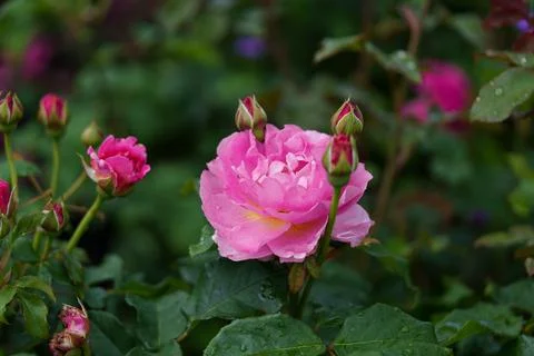 Rose in a flower bed. Fotos Stock