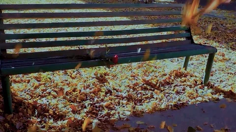 A rose flower on a bench under falling autumn leaves. Stock Footage 257746057