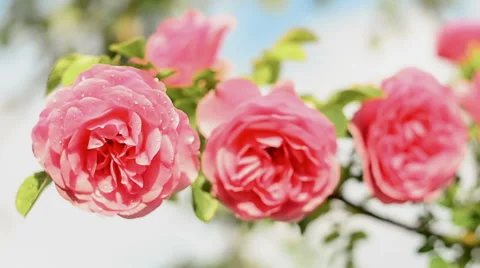 Rose Flower blooming in springtime. Stock Footage 57746932