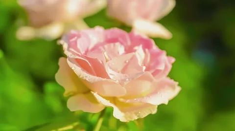 Rose flower blooming in sunset light. Stock Footage 54683193