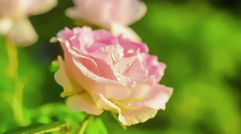 Rose flower blooming in sunset light. Nature. Flora. Stock Footage 57849875