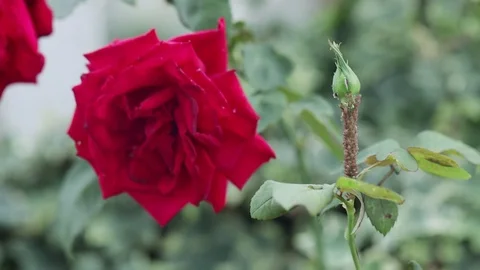 Rose Flower Bud 스톡 동영상 108369793