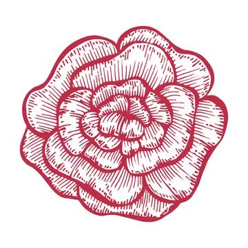 Rose flower bud, red line art. Vector botanical illustration. Garden blooming Stock-Illustration