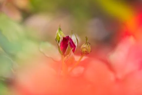 Rose flower buds 스톡 사진