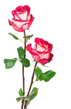 Rose flower with clipping path, side view. Beautiful roses on stem with leave Stock Photos