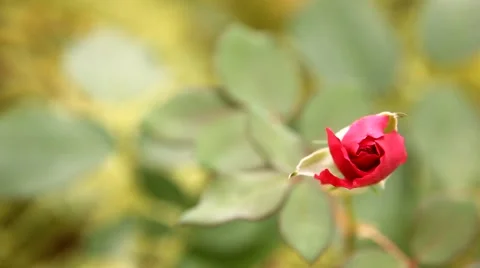 Rose flower, Close up of Rose Flower Video stock 48648527