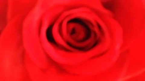 Rose Flower Closeup 스톡 사진